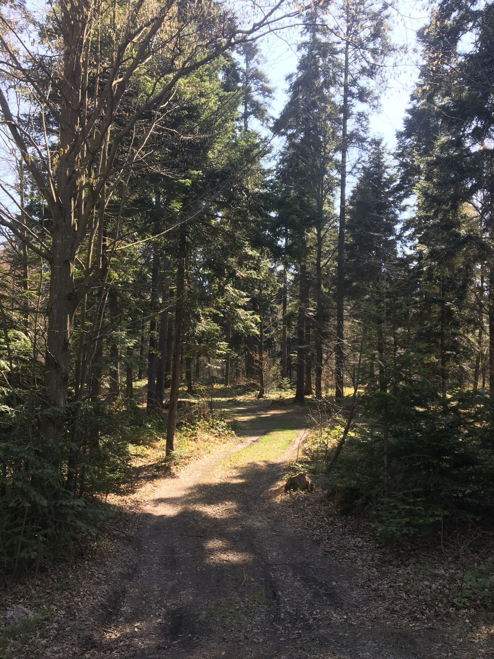 Apple iPhone 6s sample photo. Forest, spring, park photography