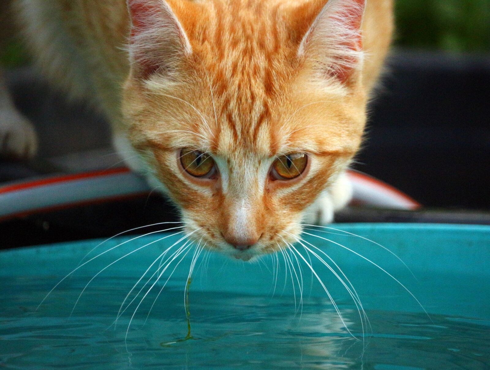 Canon EOS 100D (EOS Rebel SL1 / EOS Kiss X7) sample photo. Cat, kitten, mieze photography