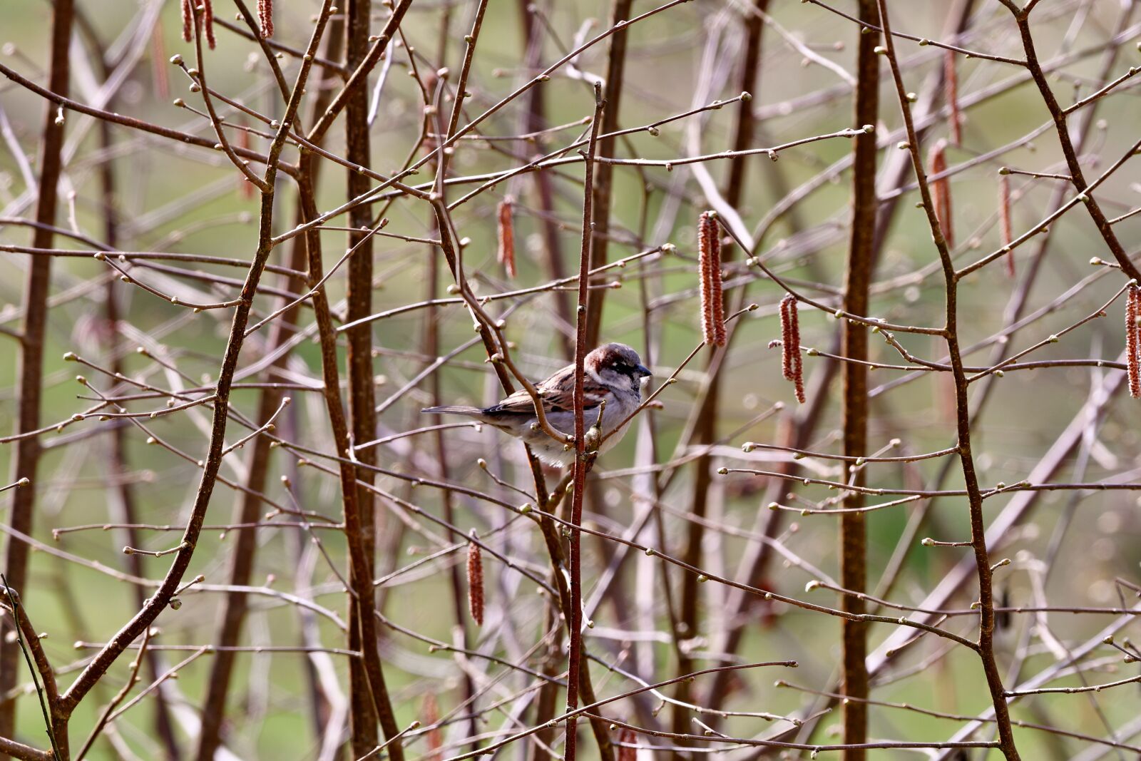 Nikon D500 sample photo. Mus, bird, plumage photography
