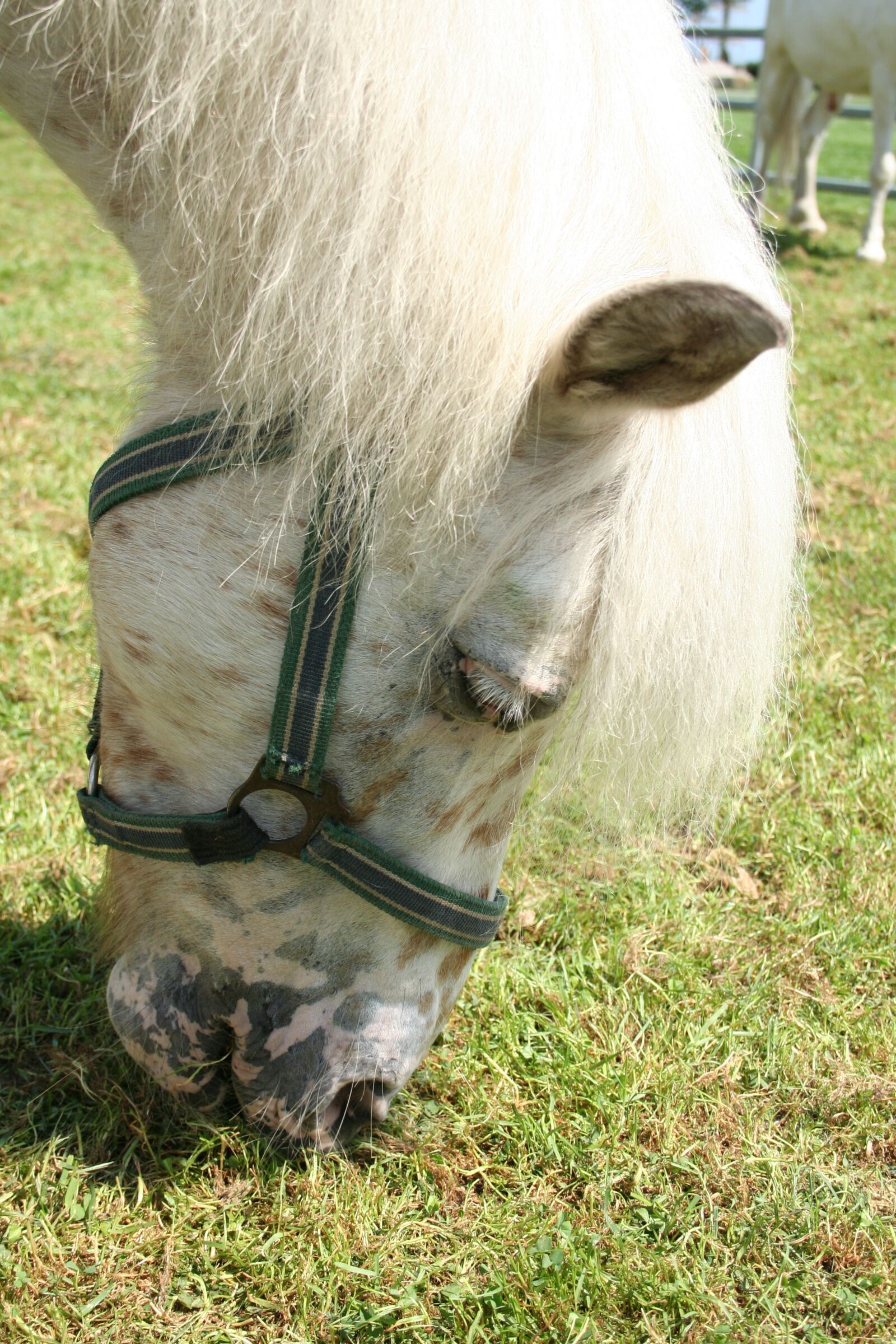 Canon EOS 350D (EOS Digital Rebel XT / EOS Kiss Digital N) sample photo. Pony, white, ride photography