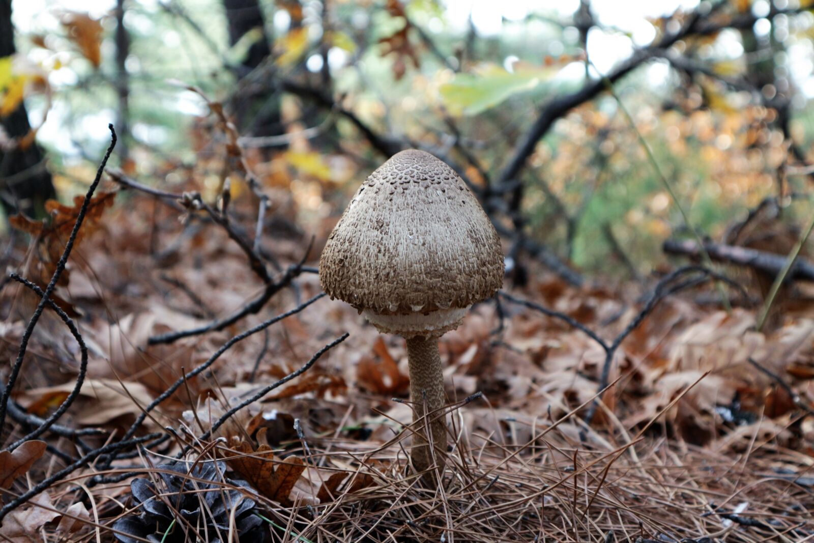 Canon EOS M10 sample photo. Forest mushroom, nature, forest photography