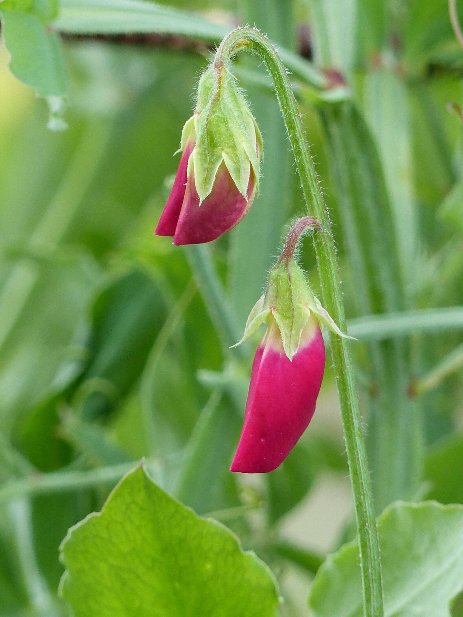 Panasonic Lumix DMC-FZ200 sample photo. Sweet pea, buds, red photography