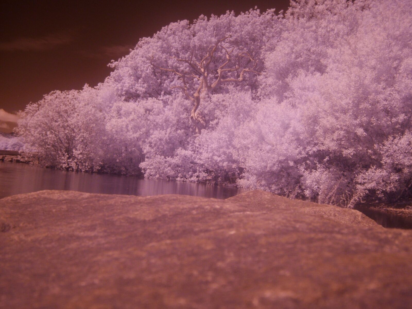 Fujifilm FinePix S7000 sample photo. Nature, trees, ir photo photography
