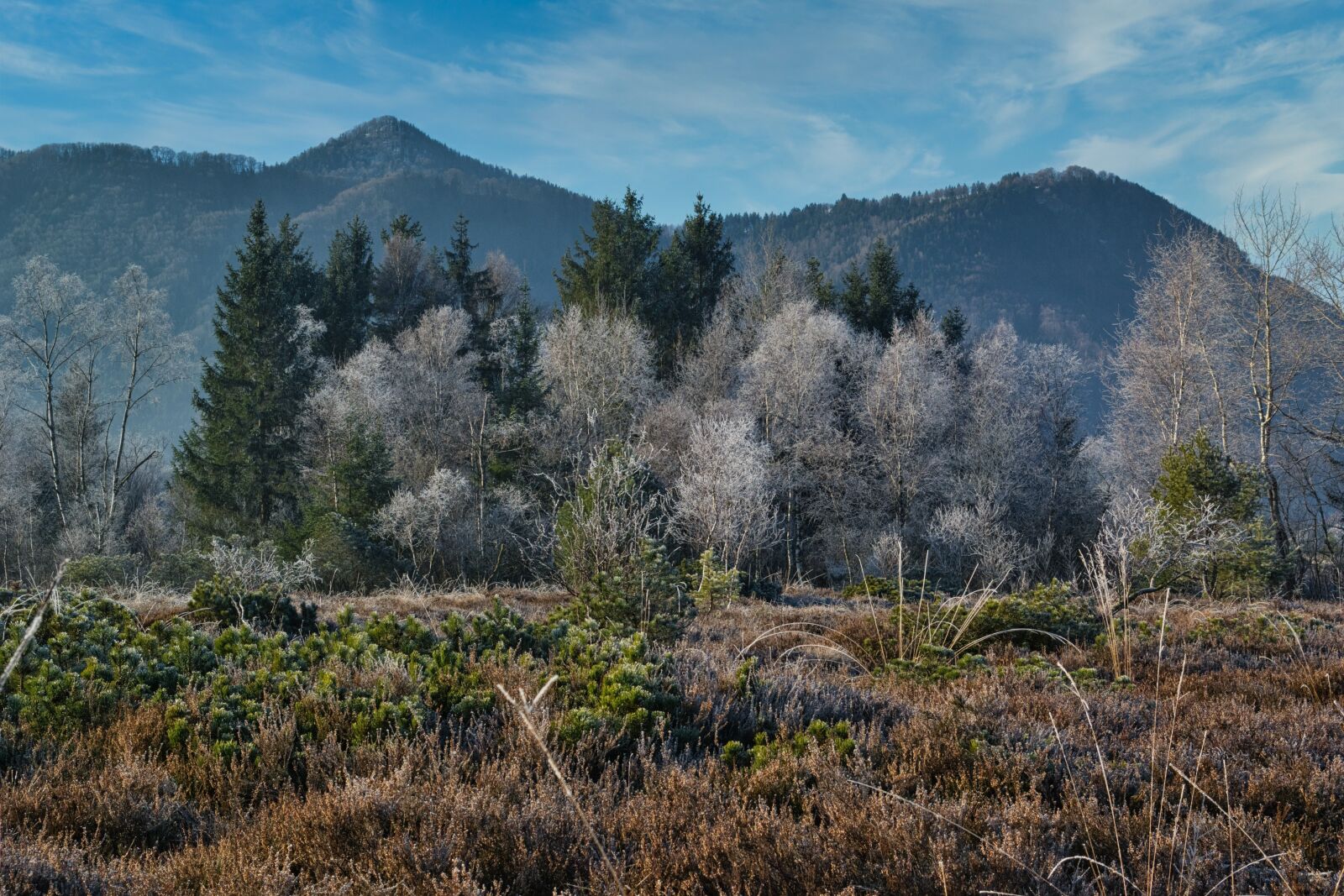 Nikon D7100 sample photo. Winter, frost, icy photography