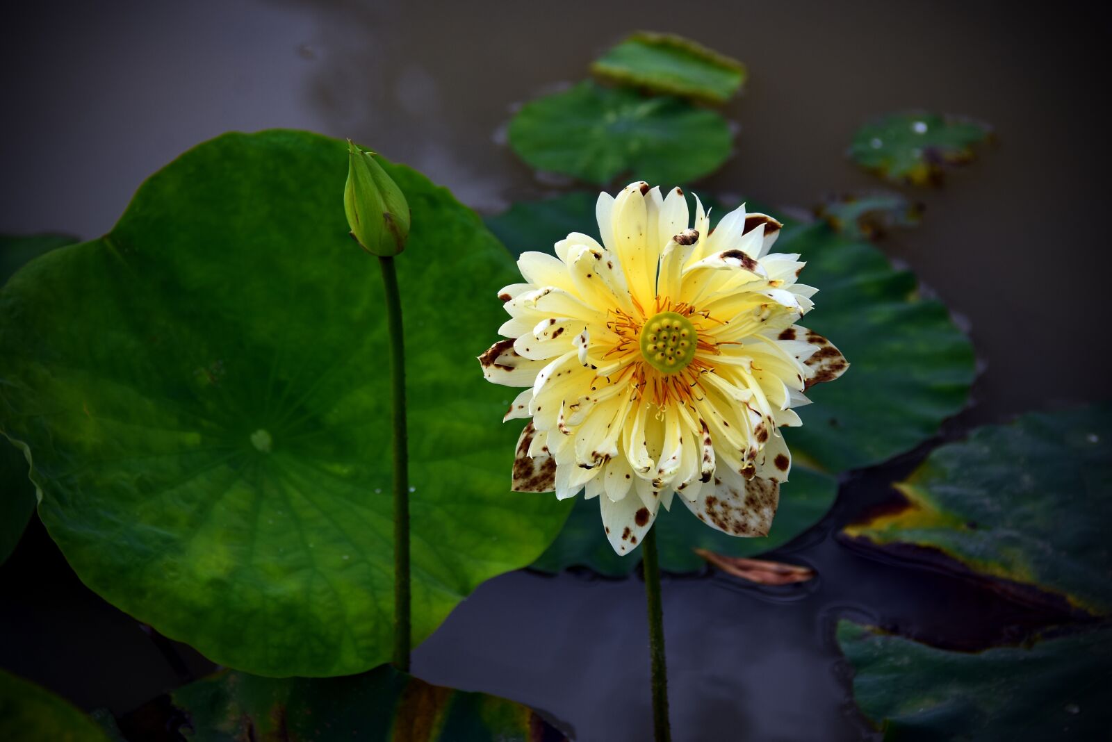 Nikon D7200 sample photo. Lotus flowers, red, nice photography