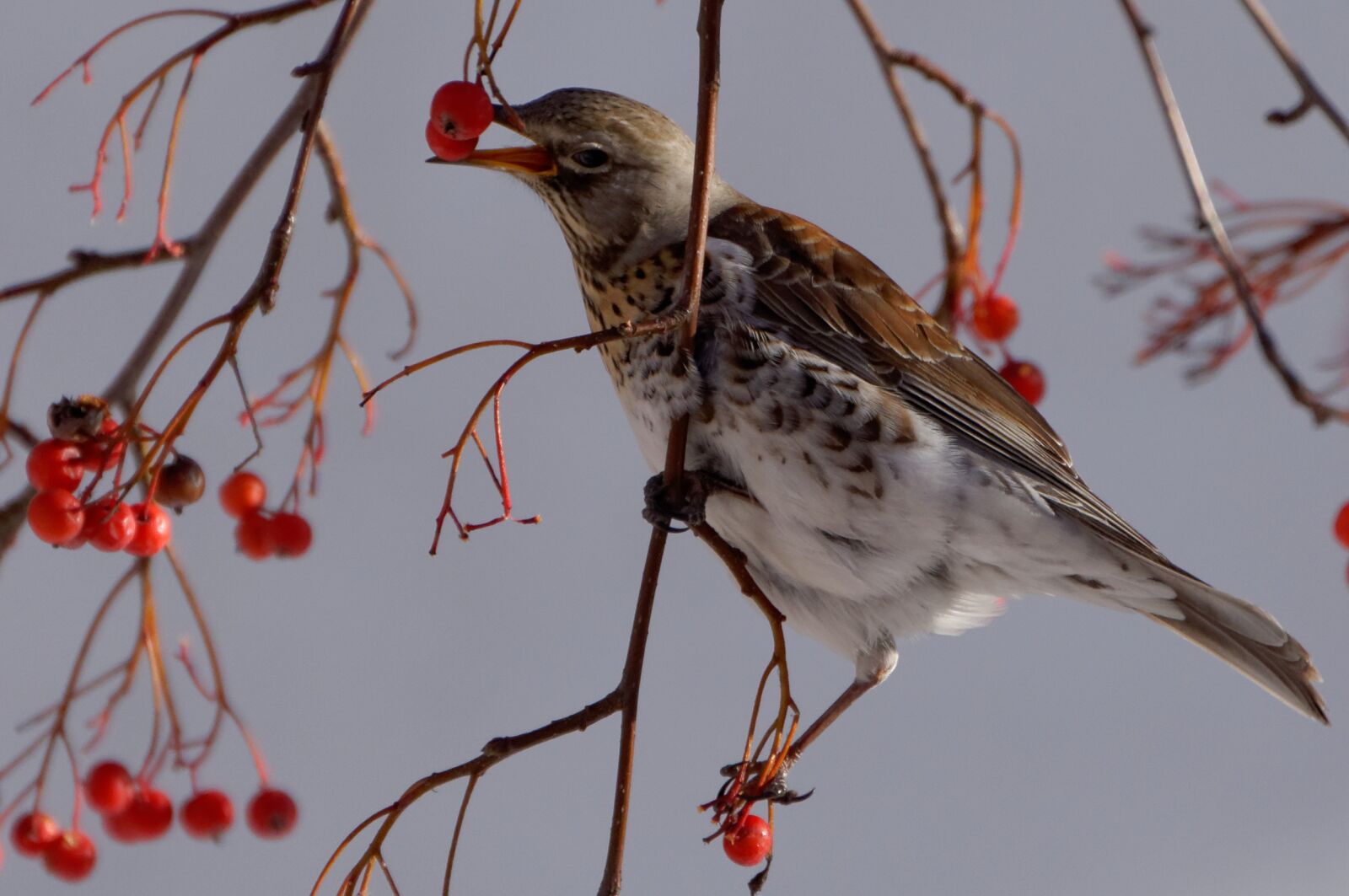 Nikon D90 sample photo. Fieldfare, bird, municipal photography