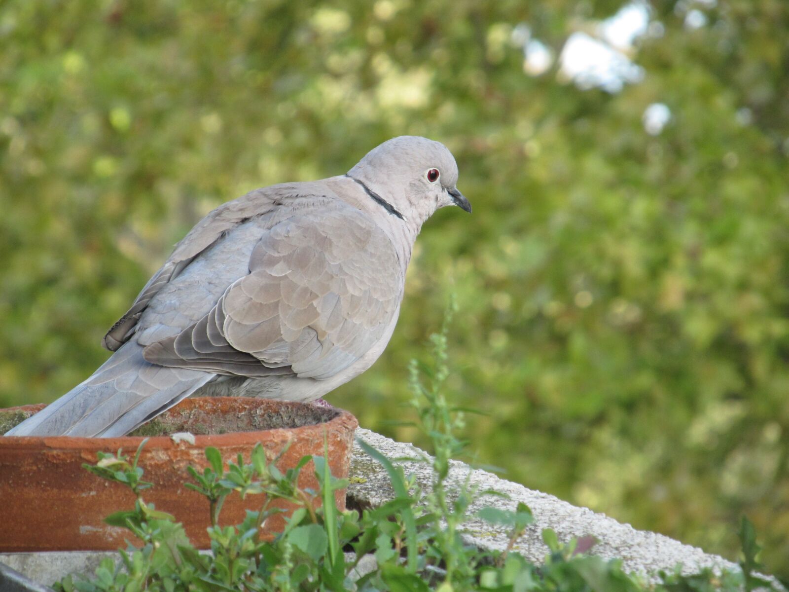 Canon PowerShot SX130 IS sample photo. Nature, bird, wildlife photography