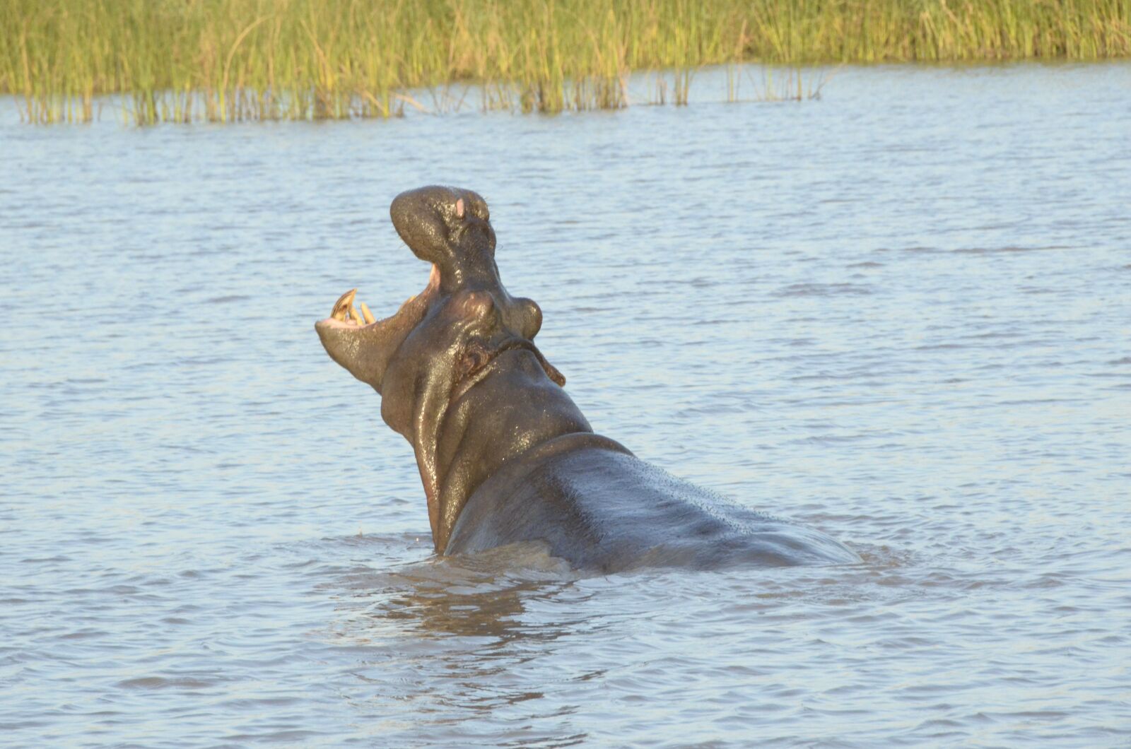 Nikon D7000 sample photo. Hippopotamus, saint lucia, south photography