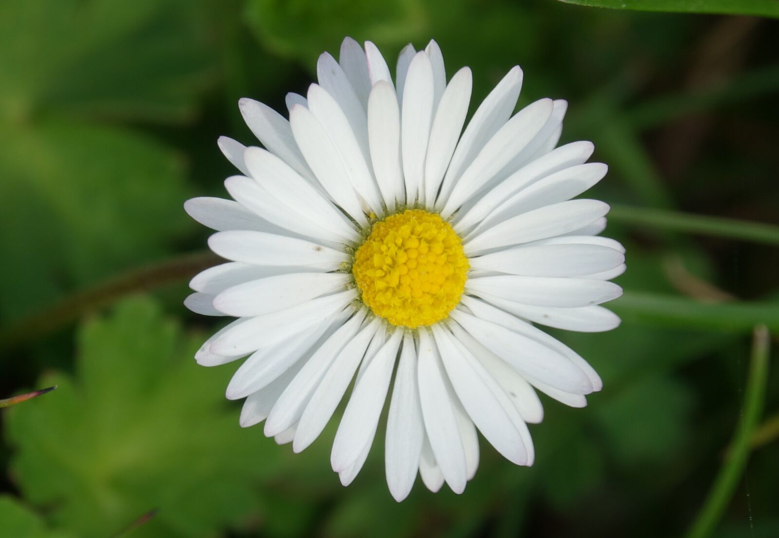 Sony Cyber-shot DSC-RX10 III sample photo. Nature, plant, flower photography