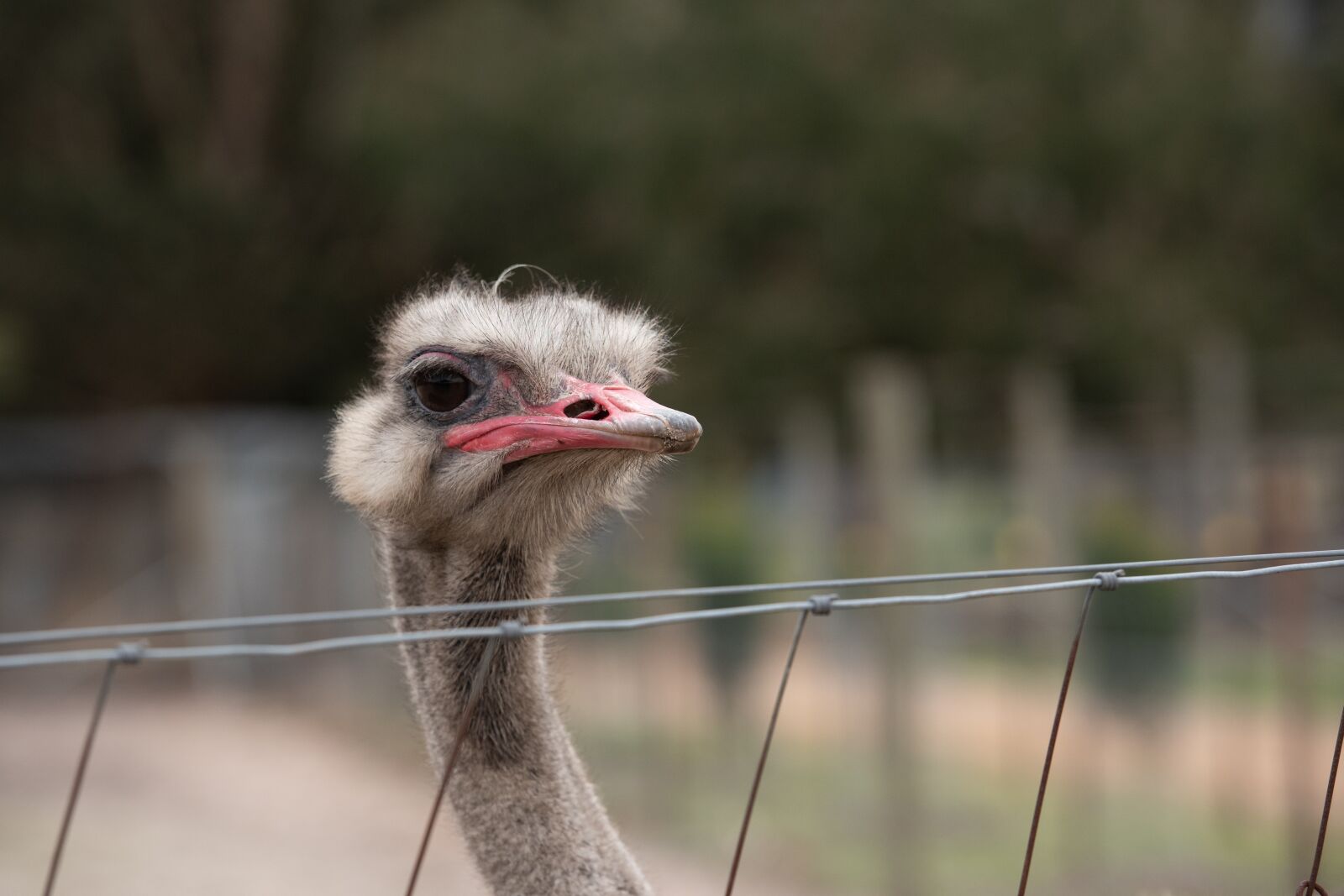 Nikon D750 sample photo. Ostrich, flightless bird, bird photography