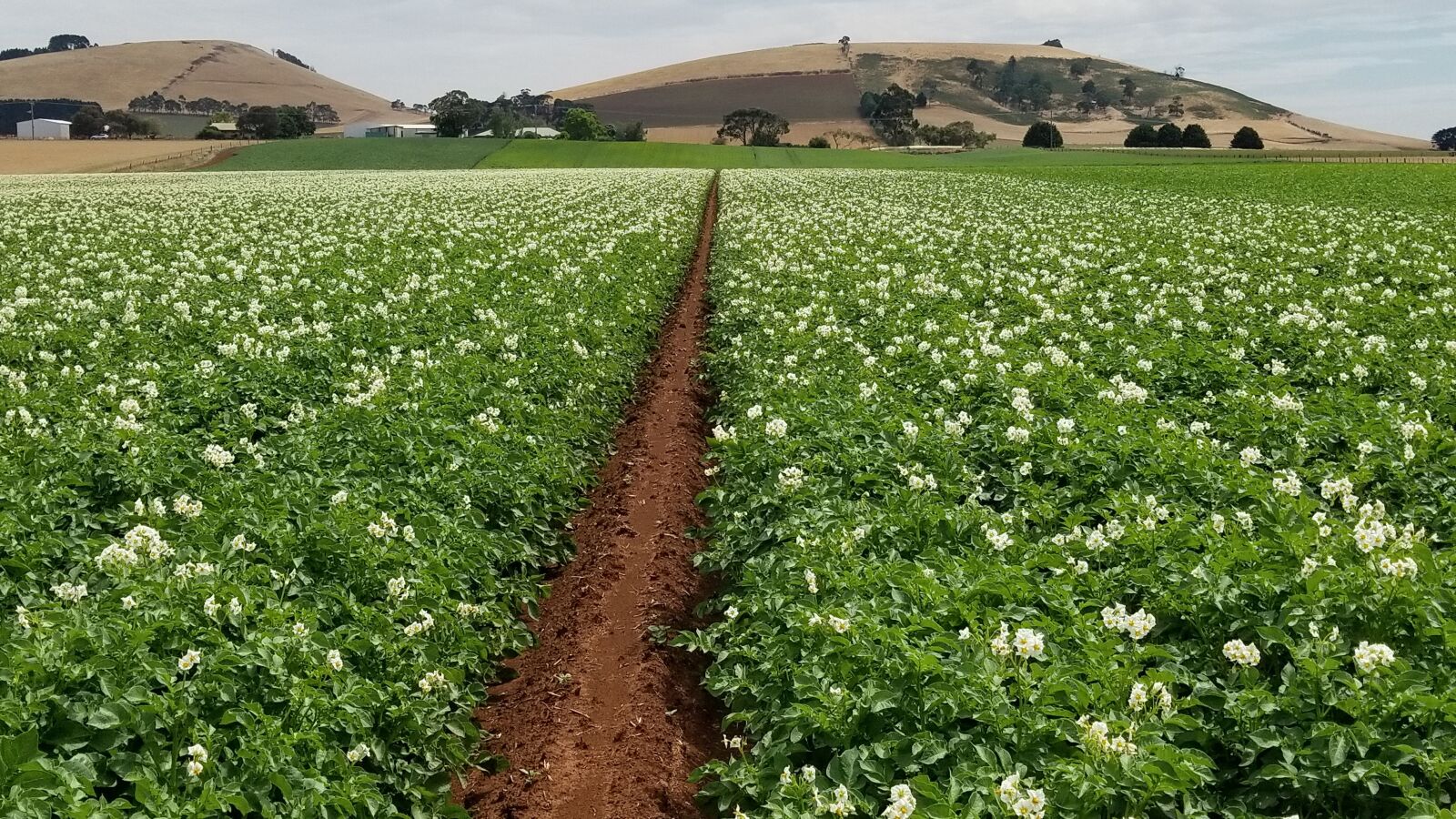 Samsung Galaxy S8 sample photo. Agriculture, field, farm photography