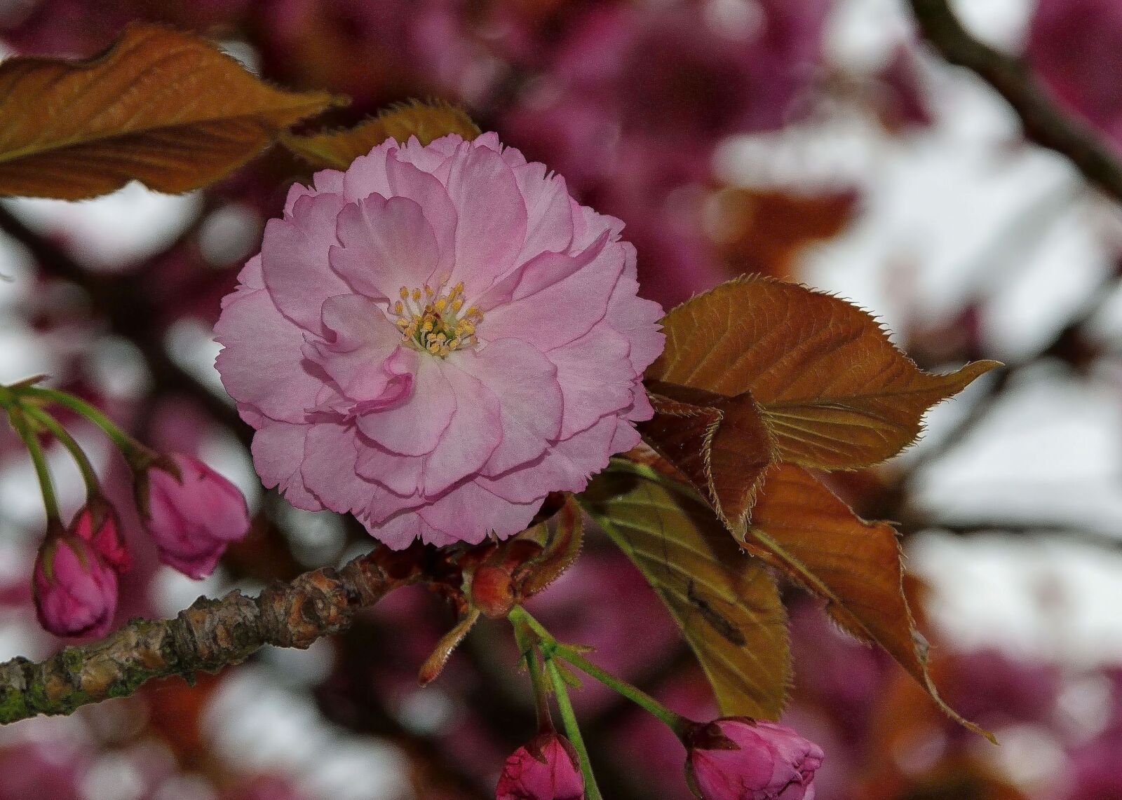 Nikon D5300 sample photo. Spring, pink, flowers photography