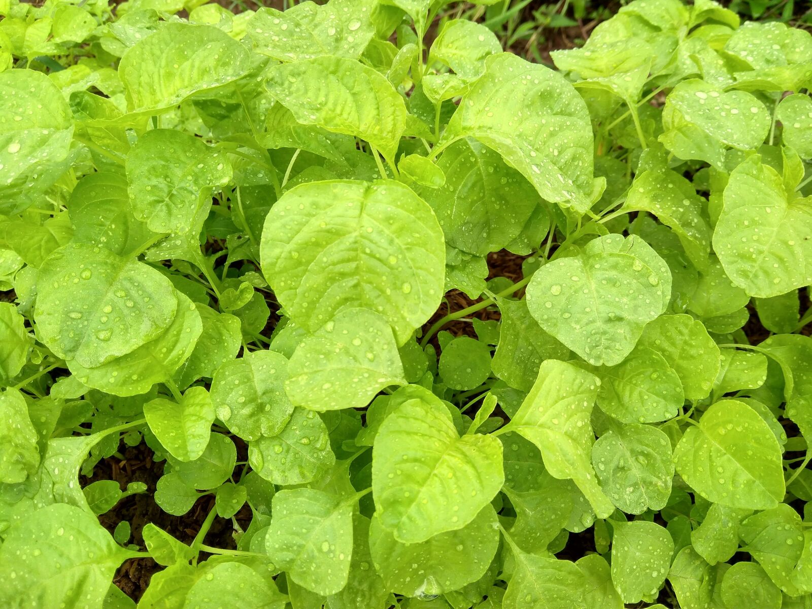 Xiaomi Redmi 4A sample photo. Spinach, vegetable, fresh photography
