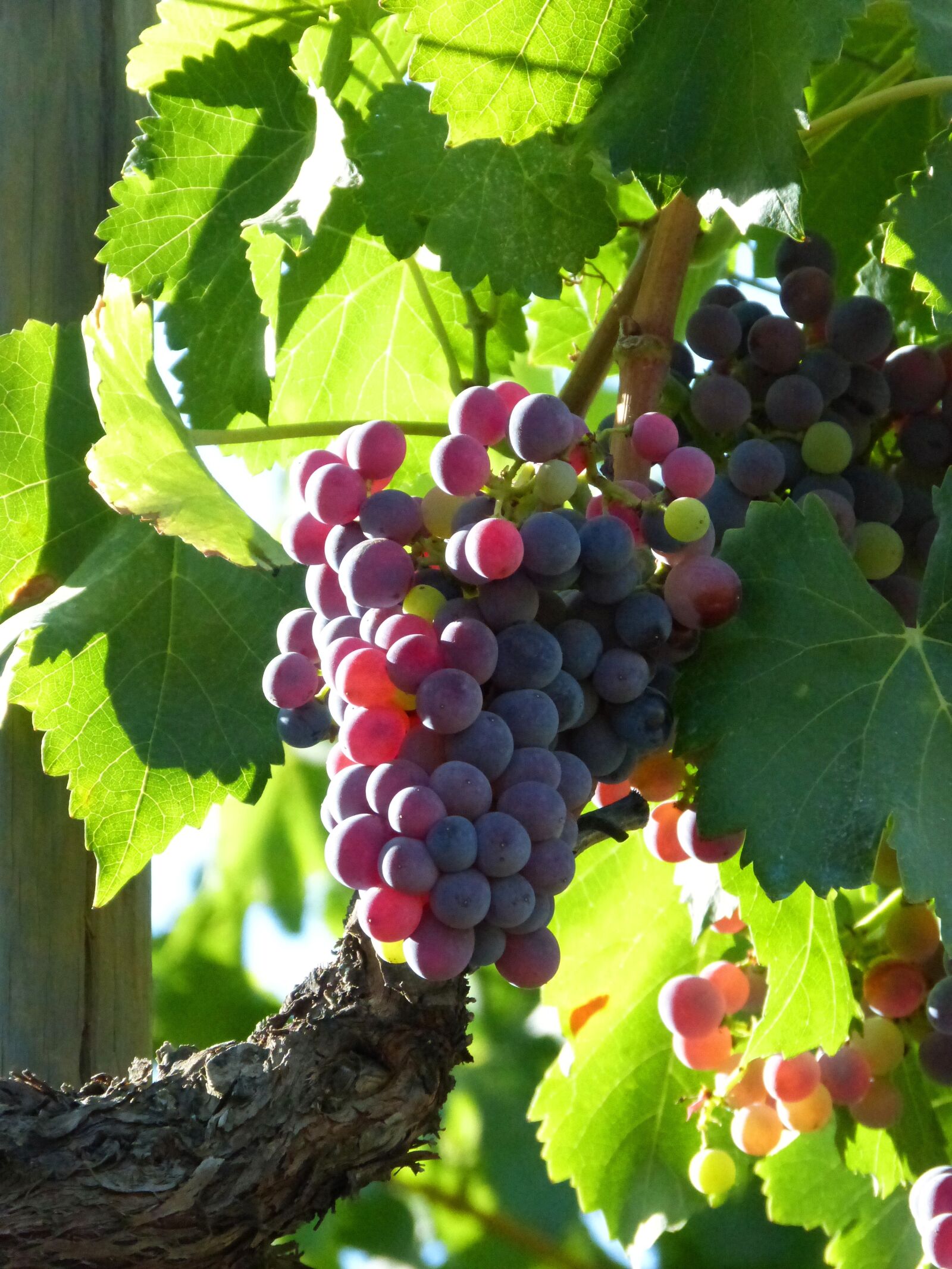 Panasonic DMC-FZ62 sample photo. Vine, grapes, maturation photography