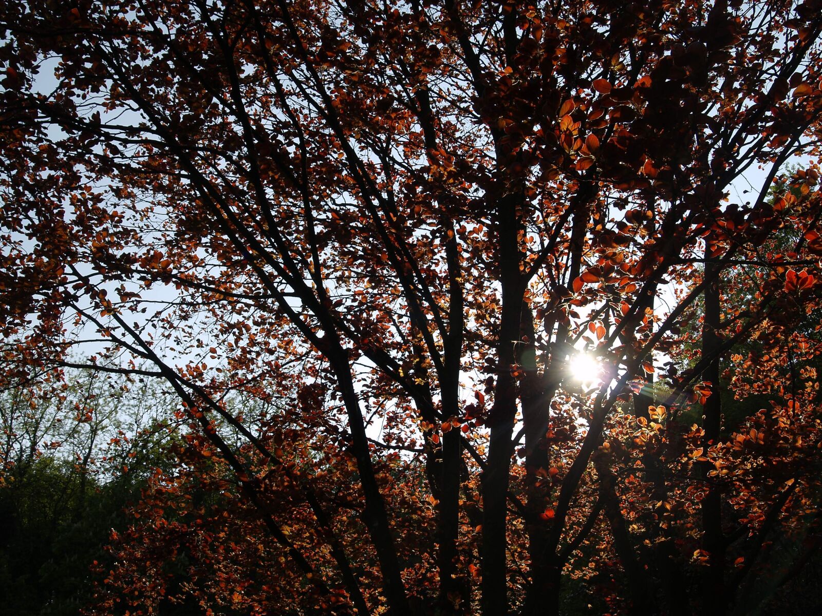 Olympus E-500 (EVOLT E-500) sample photo. Autumn woods, nature, trees photography