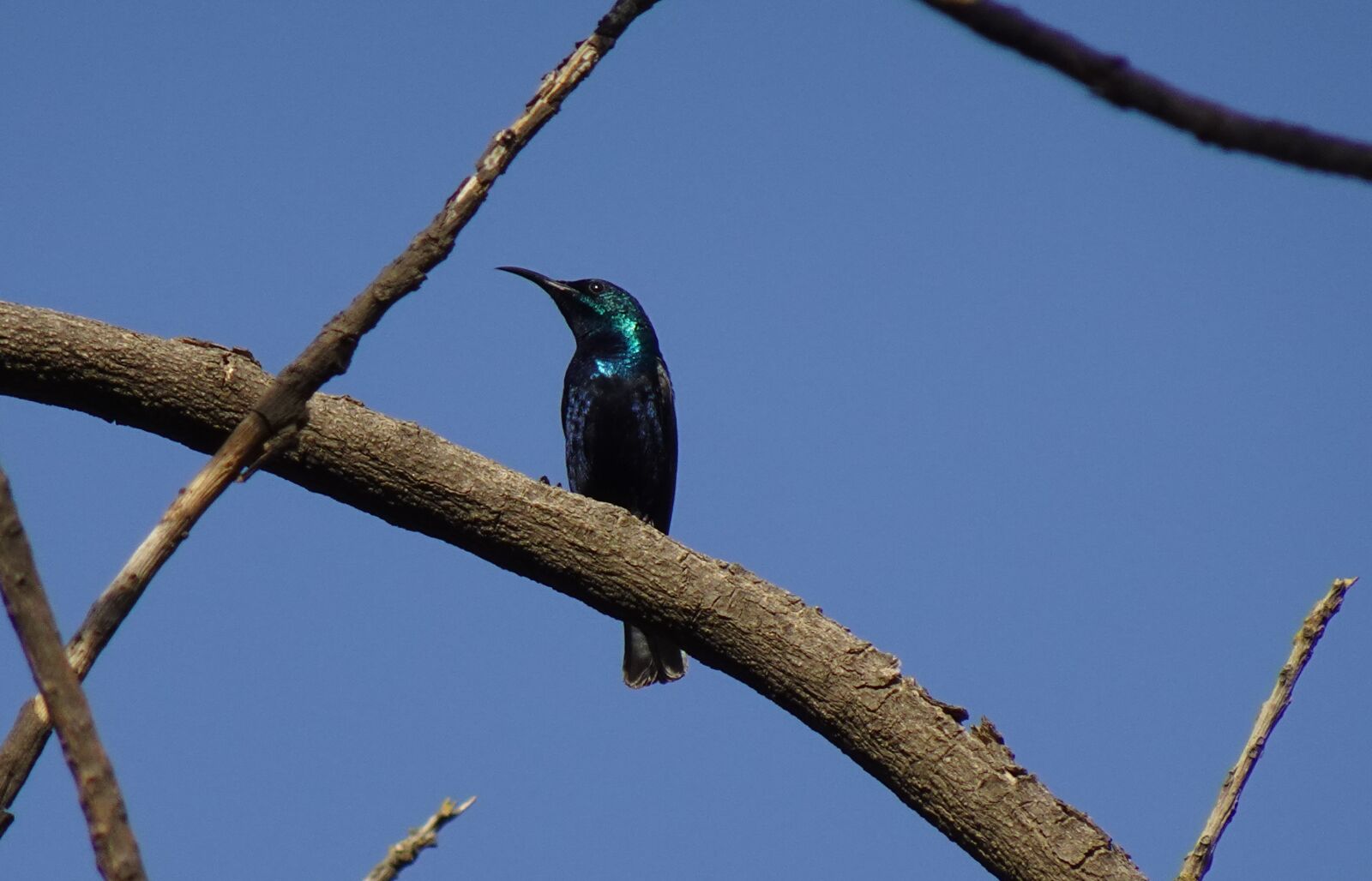 Sony DSC-WX800 sample photo. Bird, purple sunbird, cinnyris photography
