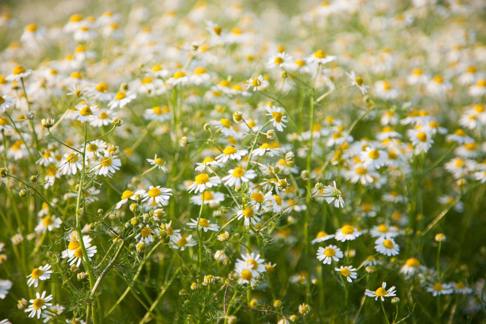 Canon EOS 5D Mark II + Canon EF 24-105mm F4L IS USM sample photo. Field, chamomile, white photography