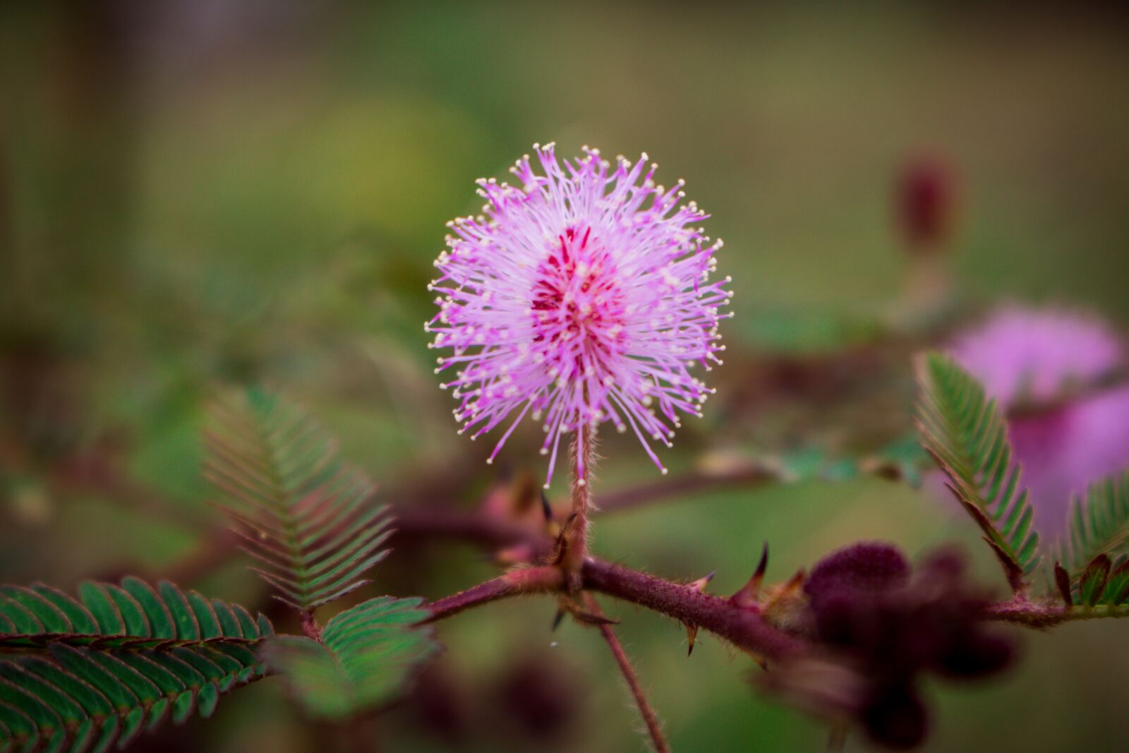 Canon EOS 750D (EOS Rebel T6i / EOS Kiss X8i) sample photo. Flower, touch me not photography