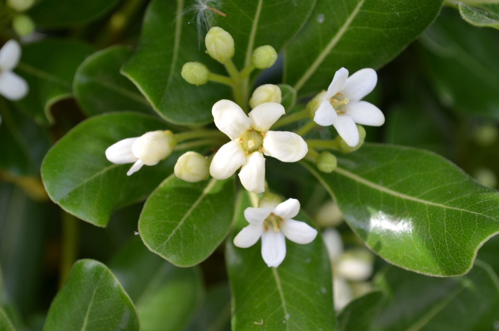 Nikon D5100 sample photo. Jasmine, spring, bouquet photography