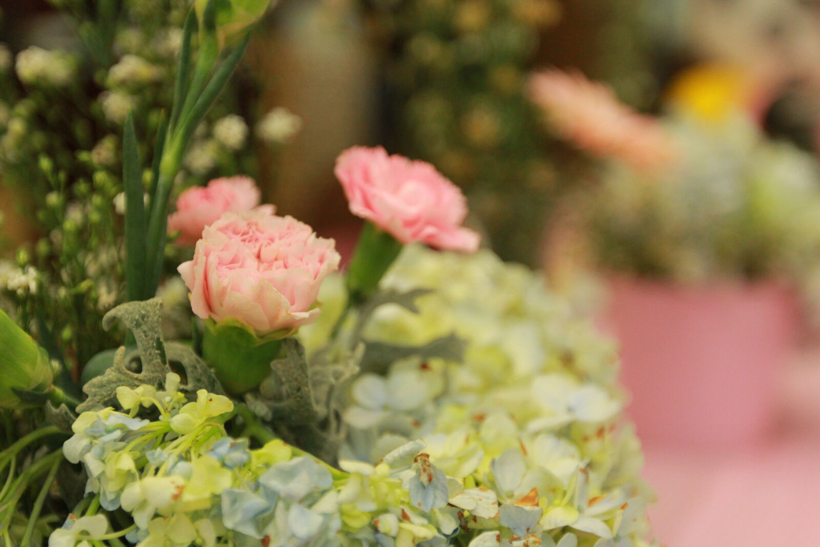 Canon EOS 60D sample photo. Beautiful, beautiful, flowers, pink photography