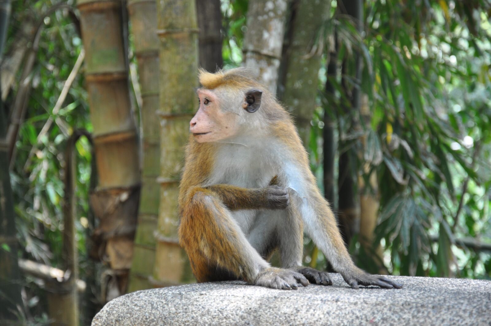 Nikon D90 sample photo. Monkey, garden, nature photography