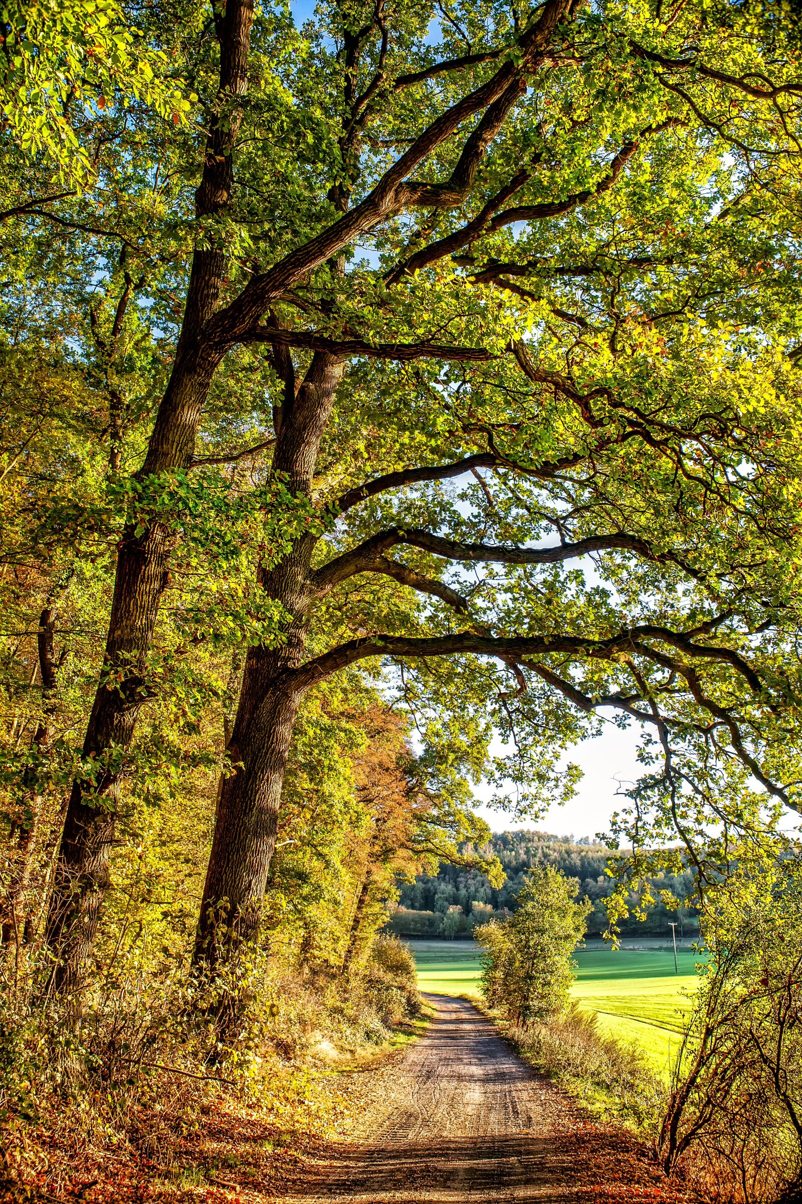 Canon EOS 5D sample photo. Autumn forest, nature, tree photography