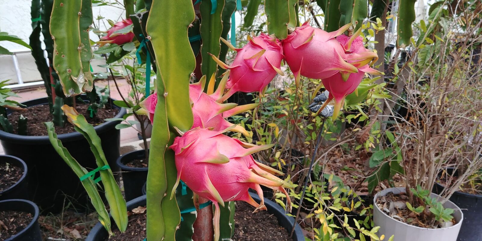 LG G6 sample photo. Dragonfruit, juicy, red photography