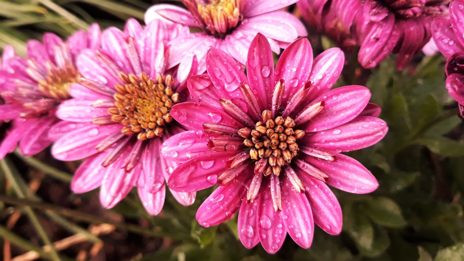 Samsung Galaxy J5 sample photo. Osteospermum, flower, nature photography