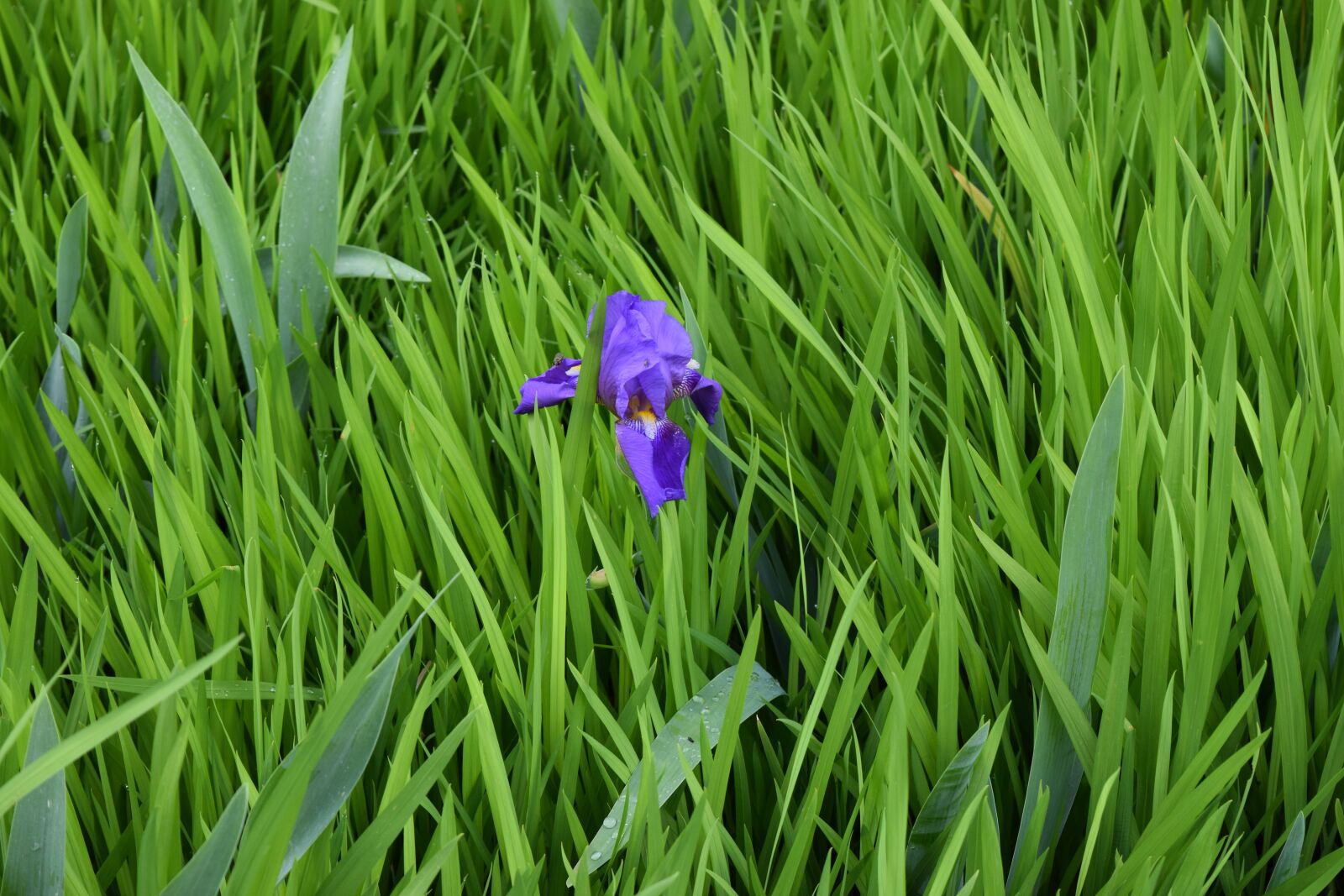 Nikon D5300 sample photo. Iris, greenery, garden photography