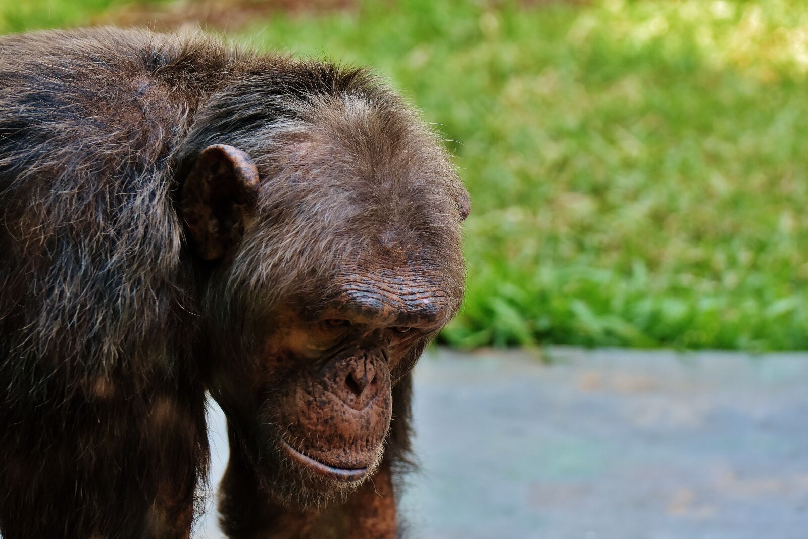 Nikon D7200 sample photo. Chimpanzee, monkey, animal world photography