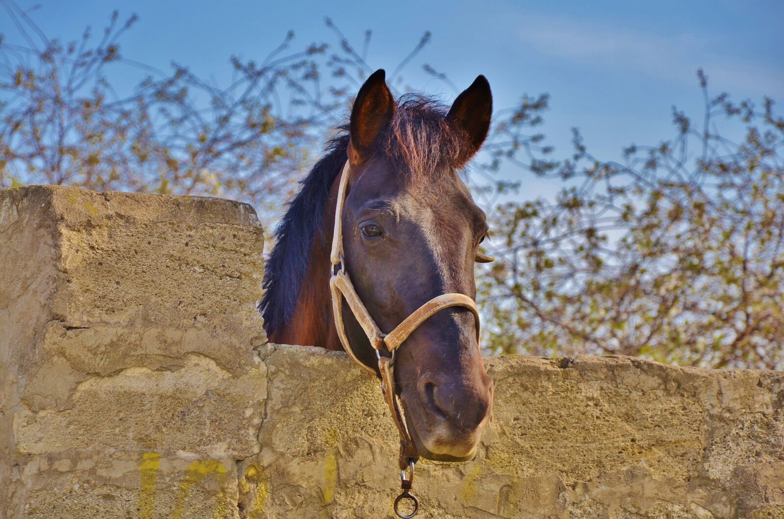 Nikon D7000 sample photo. Horse, animal, farm photography