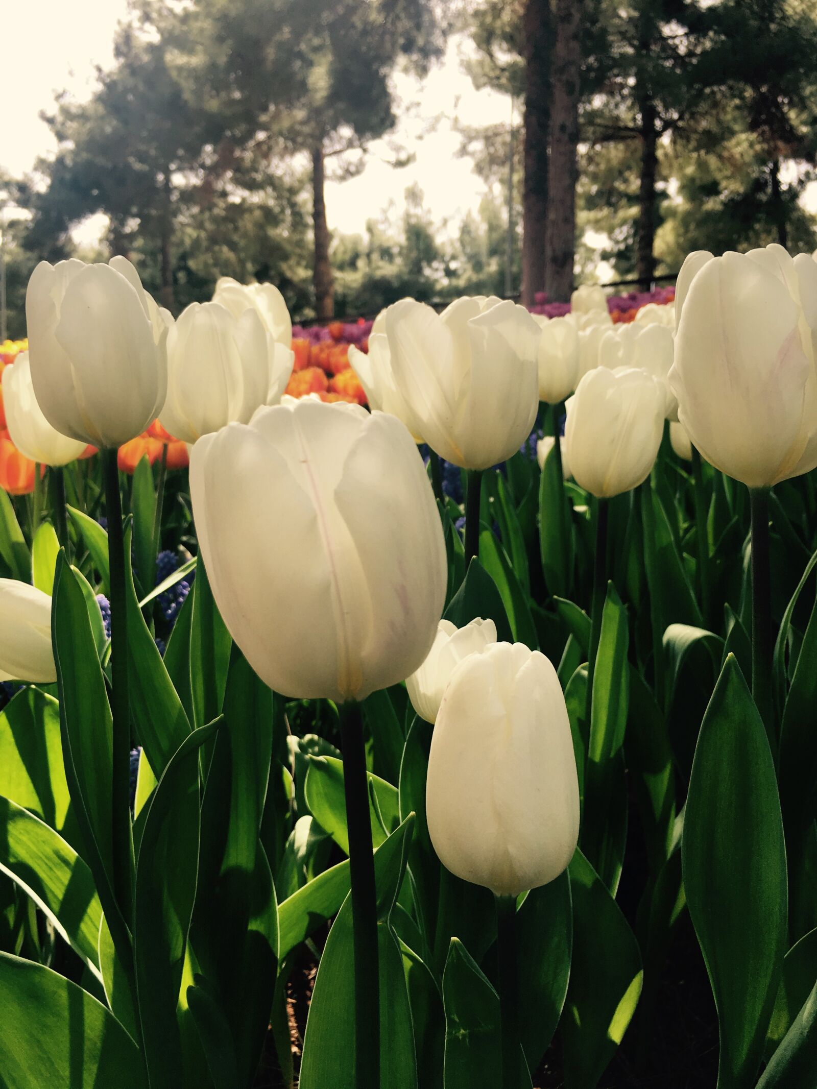Apple iPhone 6s sample photo. Flovers, gaziantep, green, sun photography