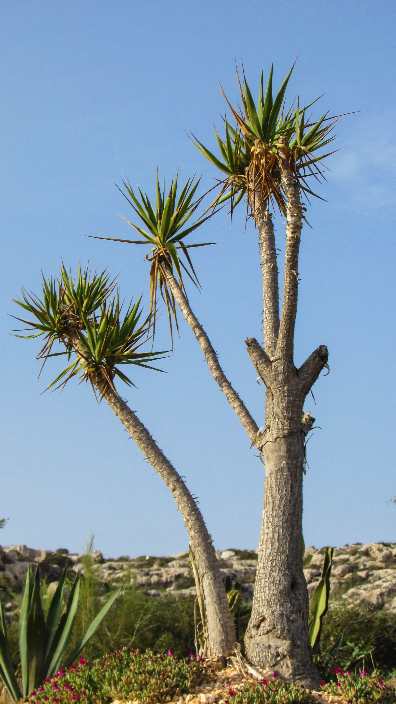 Canon PowerShot SX400 IS sample photo. Cyprus, ayia napa, cactus photography
