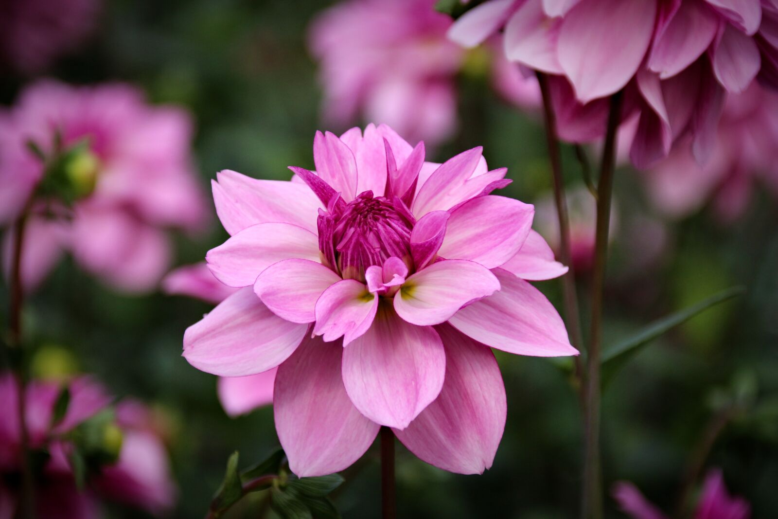 Canon EOS 700D (EOS Rebel T5i / EOS Kiss X7i) sample photo. Plant, flower, nature photography