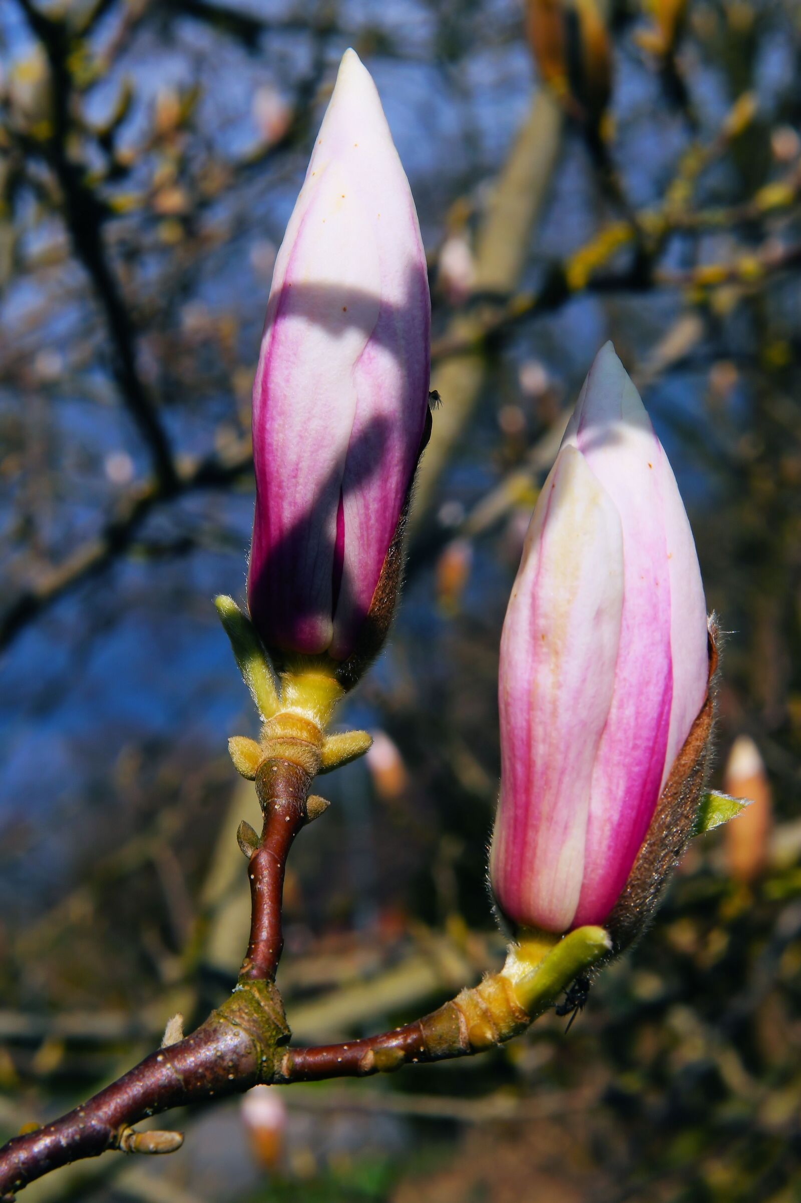 Sony SLT-A58 + Sony Planar T* 50mm F1.4 ZA SSM sample photo. Magnolia, tulip magnolia, nature photography