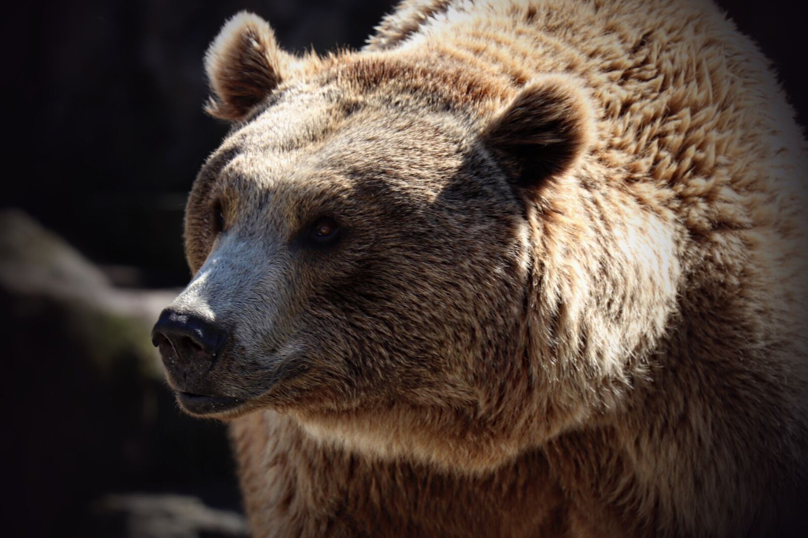 Canon EOS 77D (EOS 9000D / EOS 770D) sample photo. Mammalia, wild life, nature photography