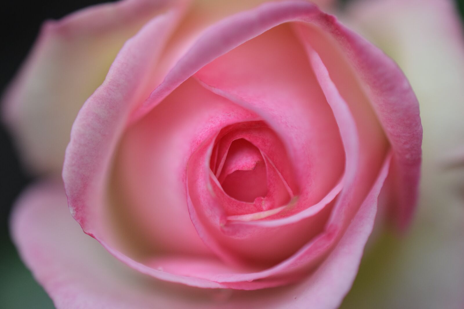 Nikon D5300 sample photo. Pink, flower, spring photography