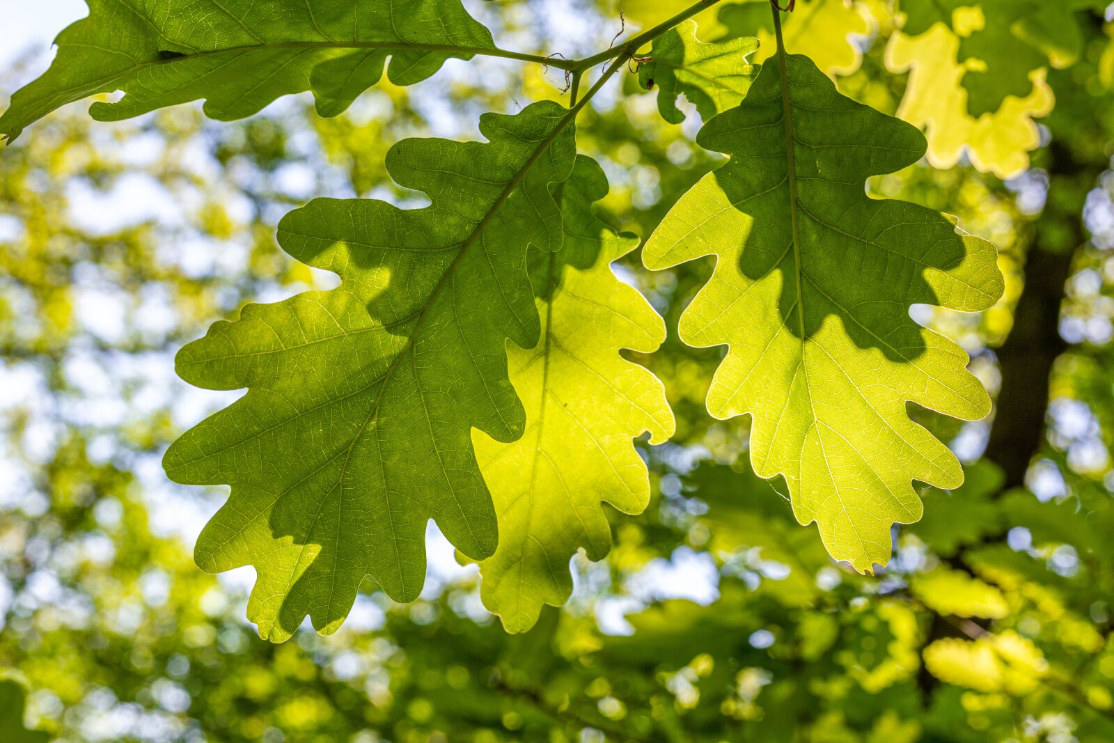 Canon EOS 6D + Canon EF 50mm F1.8 STM sample photo. Leaves, forest, oak photography