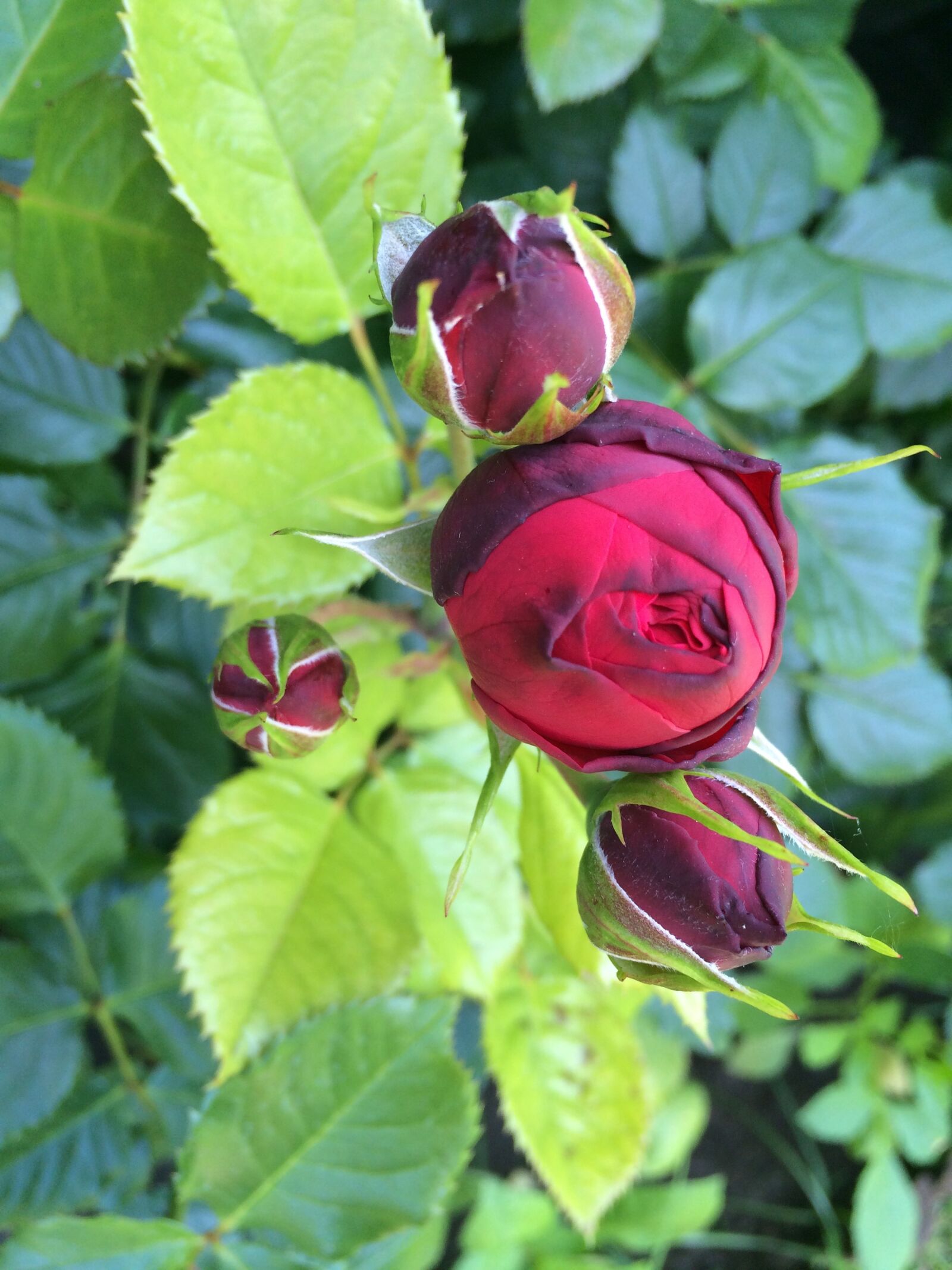 Apple iPhone 5s sample photo. Flower, rose, bud photography