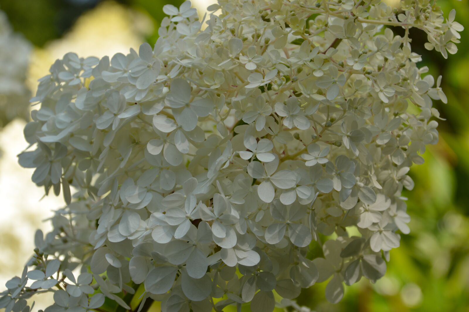 Nikon D3200 sample photo. Flowers, nature, blossom photography