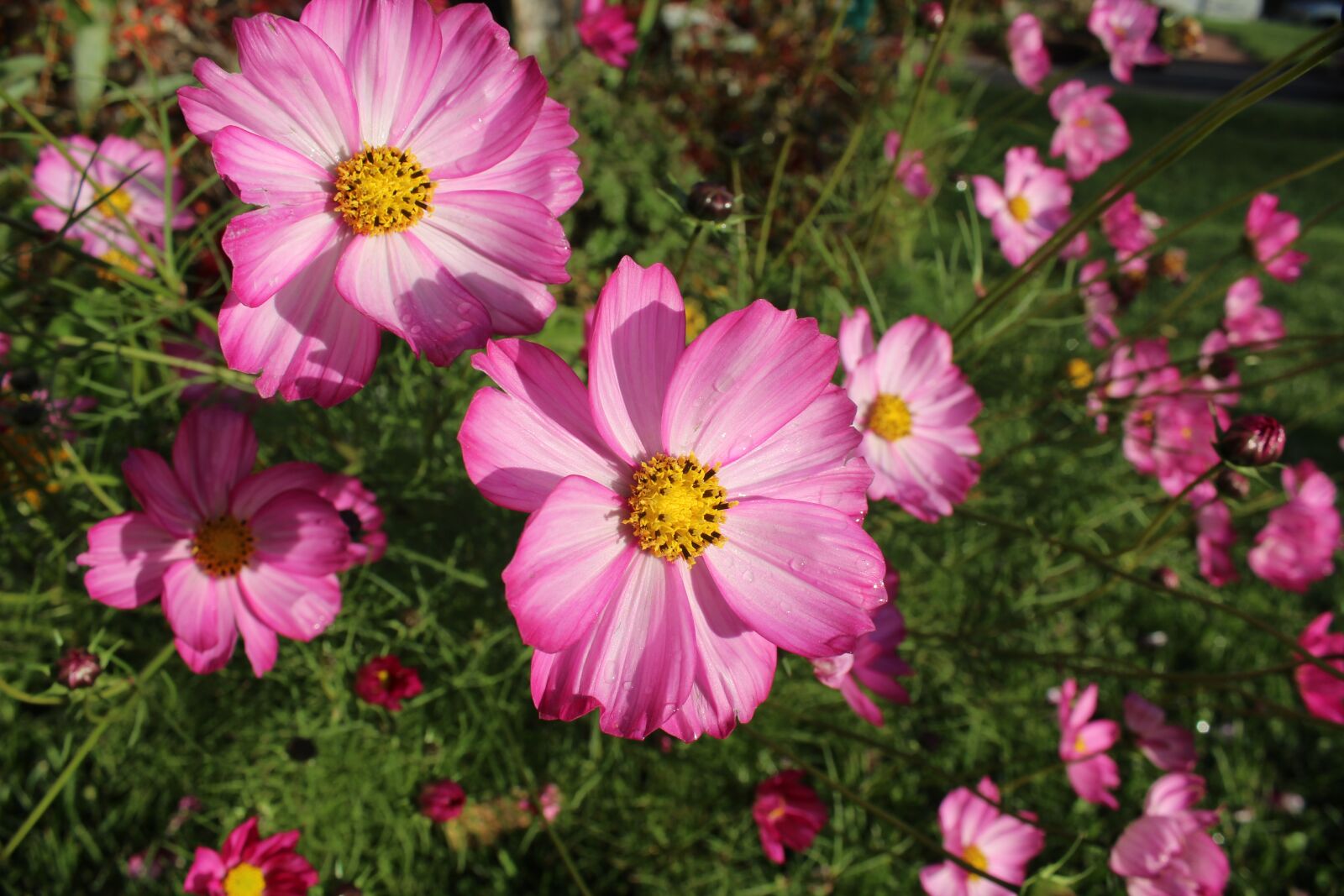 Canon EOS 1200D (EOS Rebel T5 / EOS Kiss X70 / EOS Hi) sample photo. Cosmos, flowers, pink photography