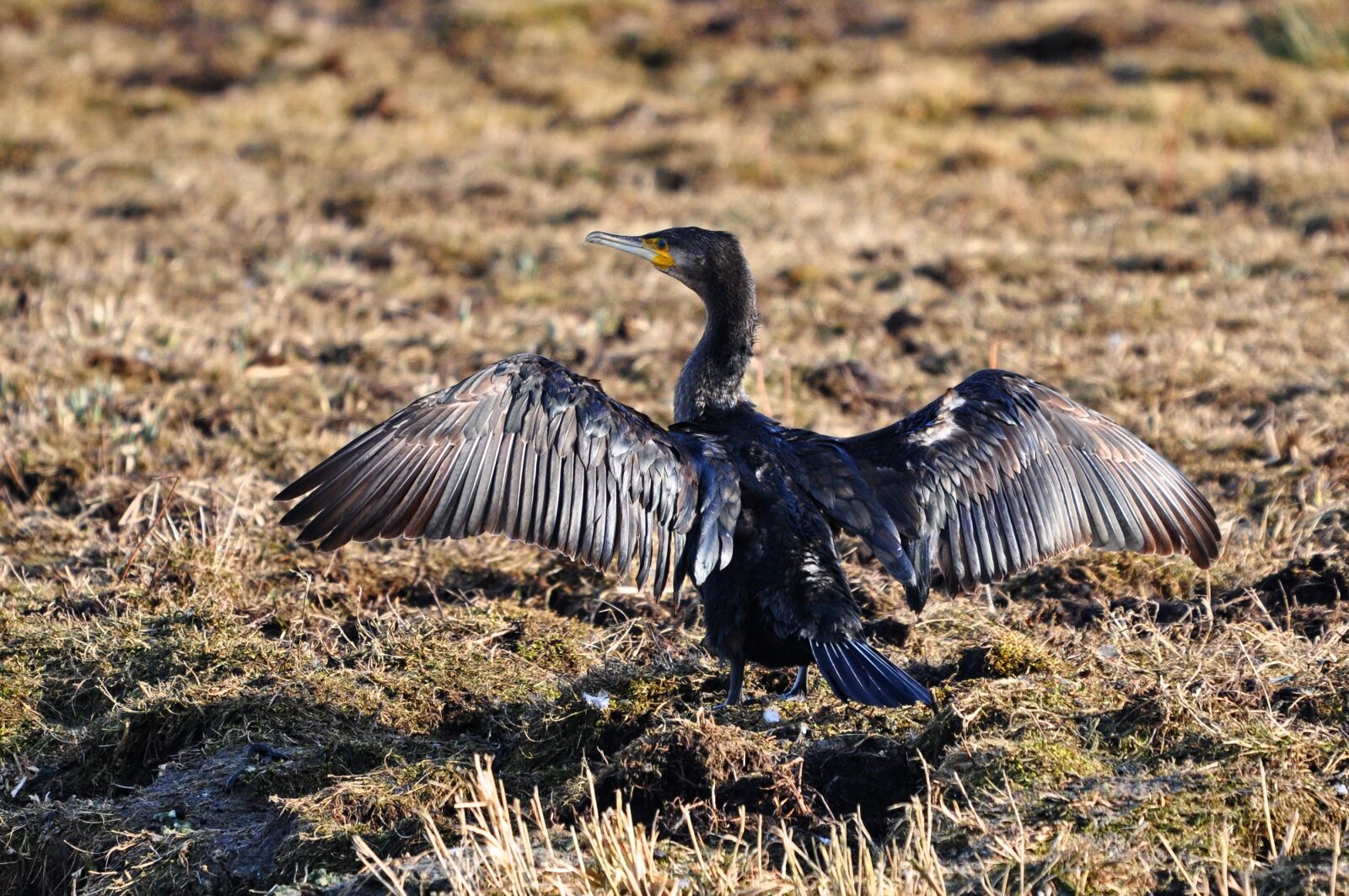 Nikon D90 sample photo. Great cormorant, great black photography