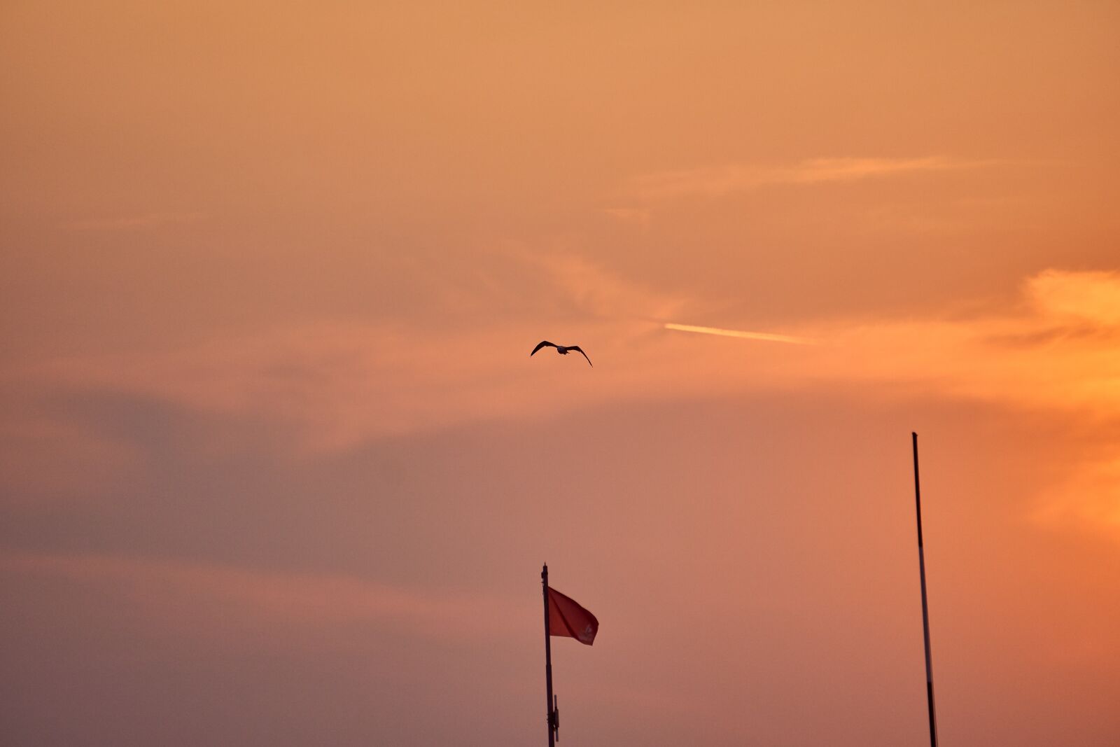 Sony E 55-210mm F4.5-6.3 OSS sample photo. Seagull, sunset, afterglow photography