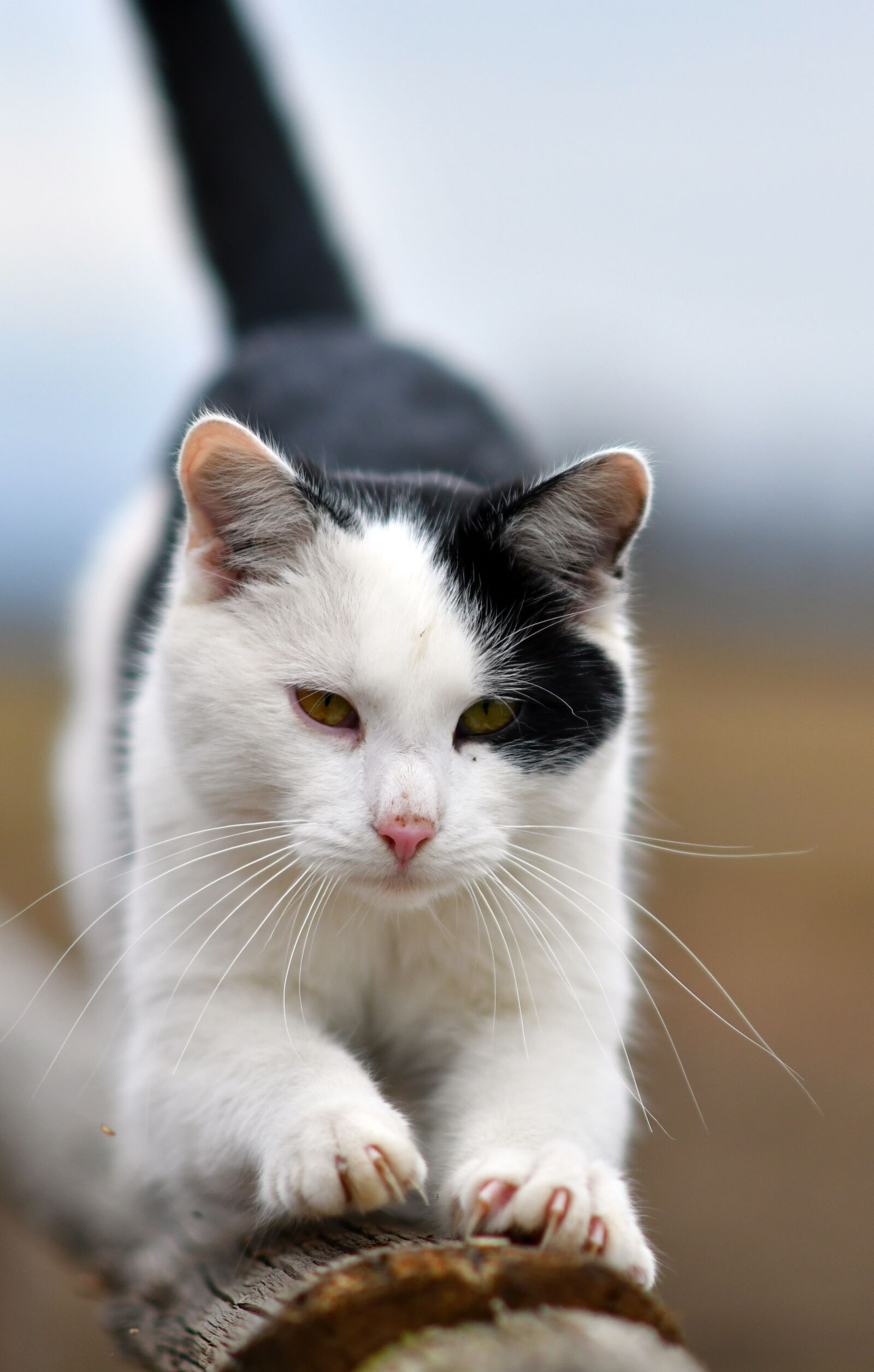 Nikon D500 sample photo. Cat, animal, stretching photography
