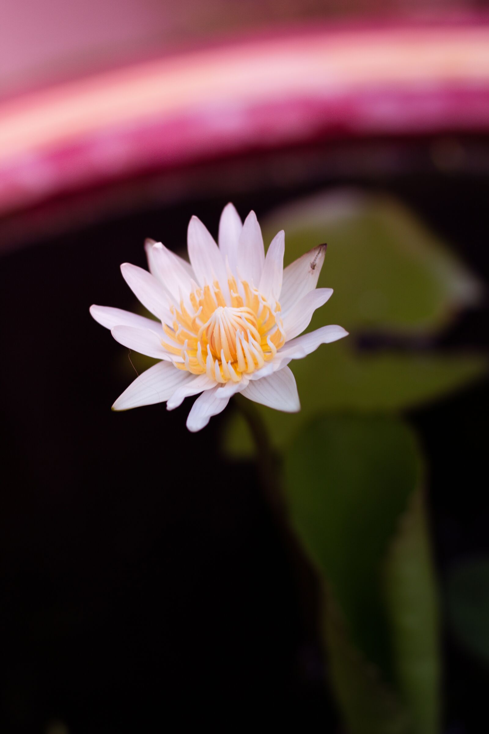 Canon EOS 700D (EOS Rebel T5i / EOS Kiss X7i) + Canon EF 50mm F1.8 STM sample photo. Lotus, nature, plant science photography