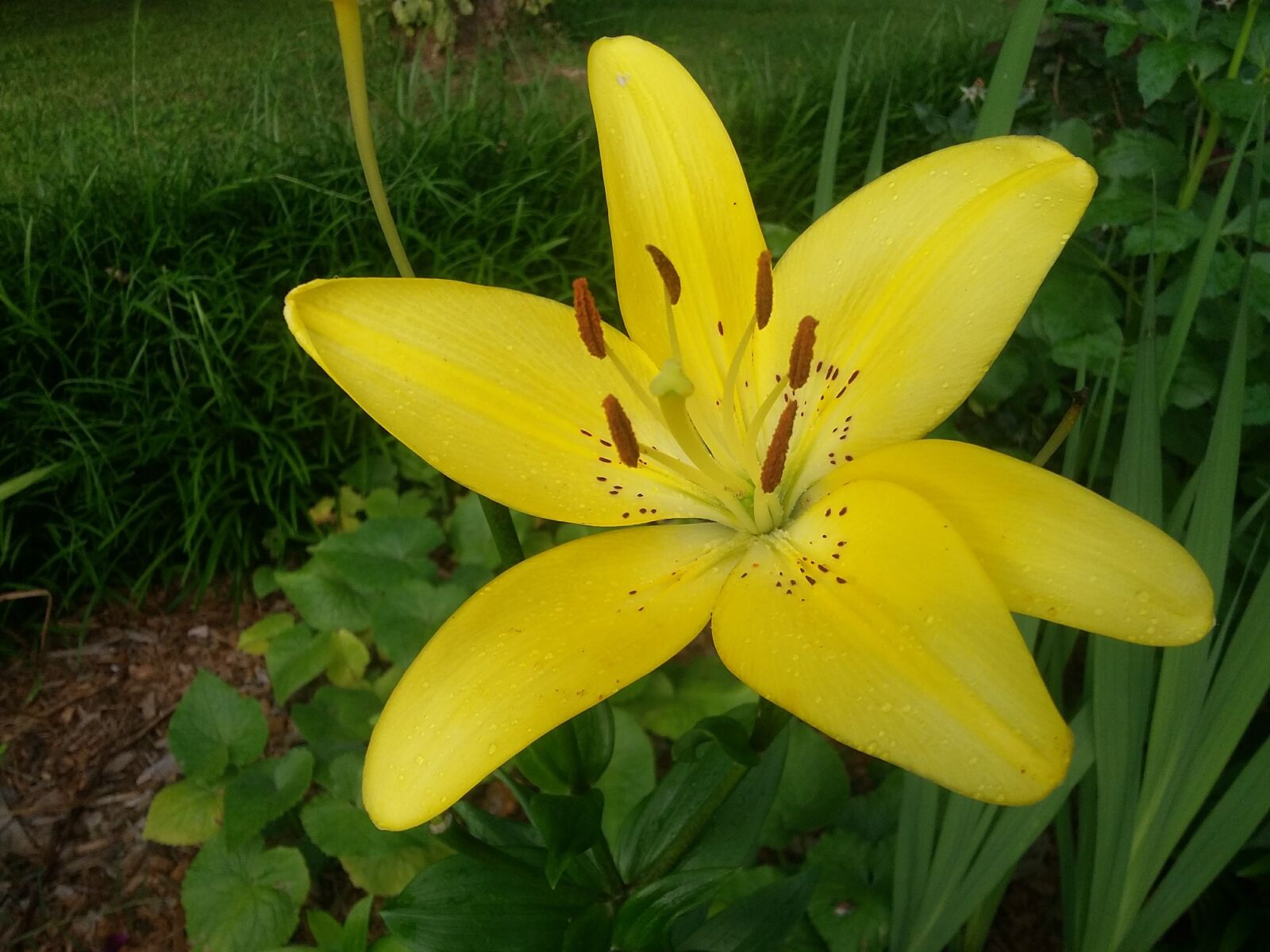 Samsung Galaxy Grand Prime sample photo. Yellow flower, lily, blooming photography