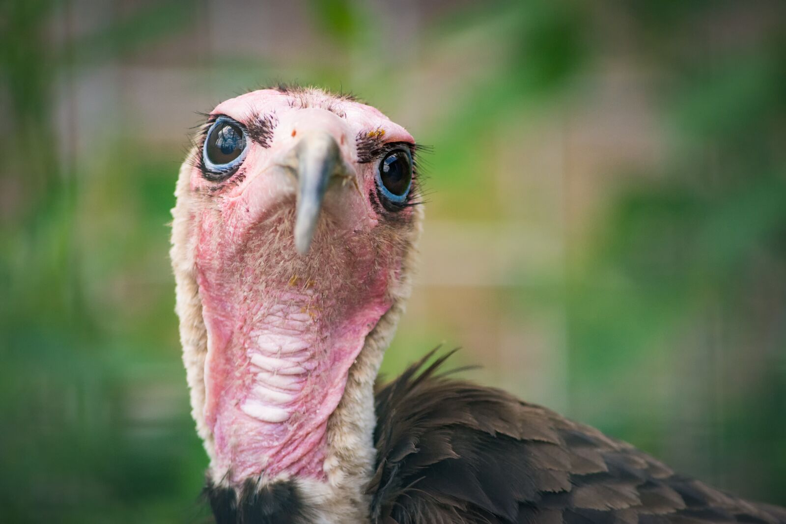 Nikon D7200 sample photo. Vulture, cap vulture, raptor photography