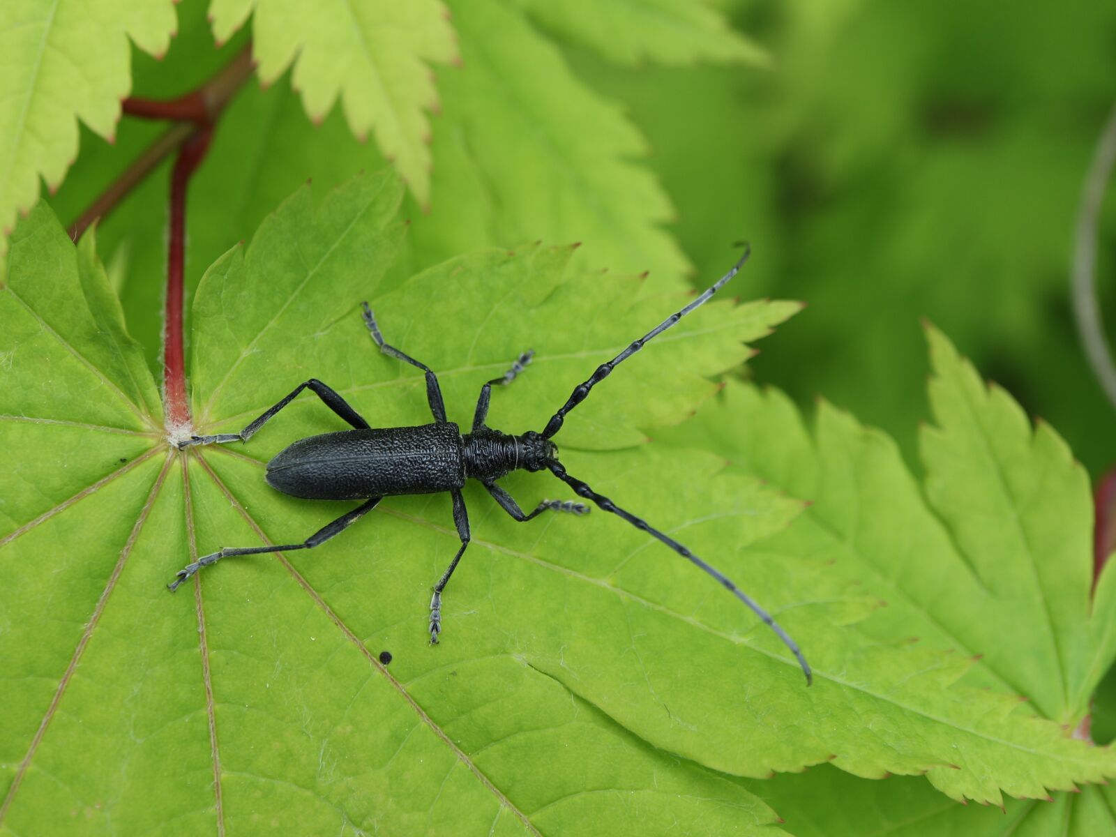 Canon EOS M10 + Canon EF-M 28mm F3.5 Macro IS STM sample photo. Longhorn beetle, bock, beetle photography