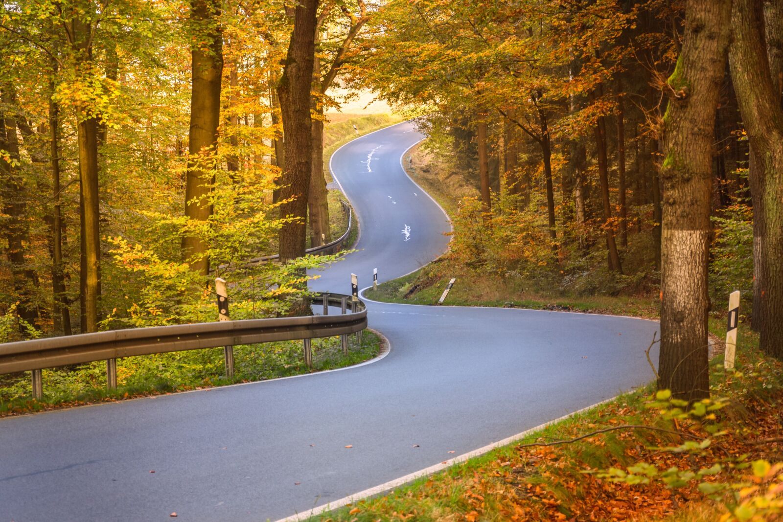 Nikon D7200 sample photo. Curves, autumn forest, fall photography