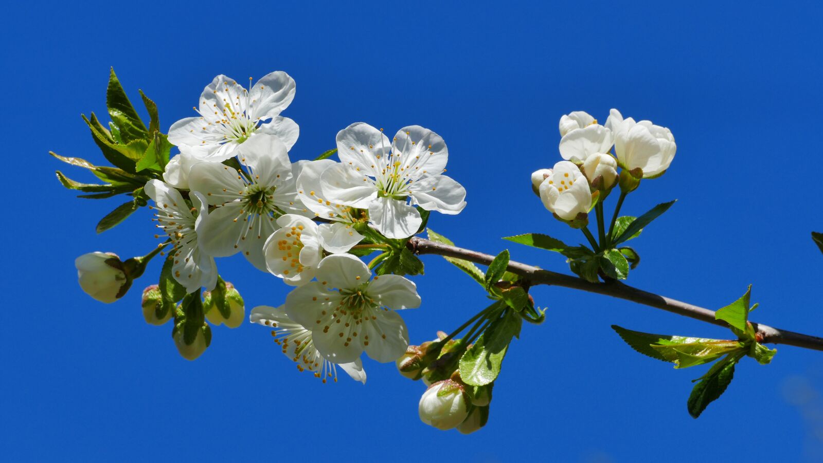 Panasonic Lumix DMC-FZ1000 sample photo. Cherry, flowers, spring photography